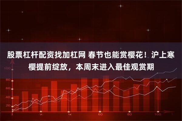 股票杠杆配资找加杠网 春节也能赏樱花！沪上寒樱提前绽放，本周末进入最佳观赏期